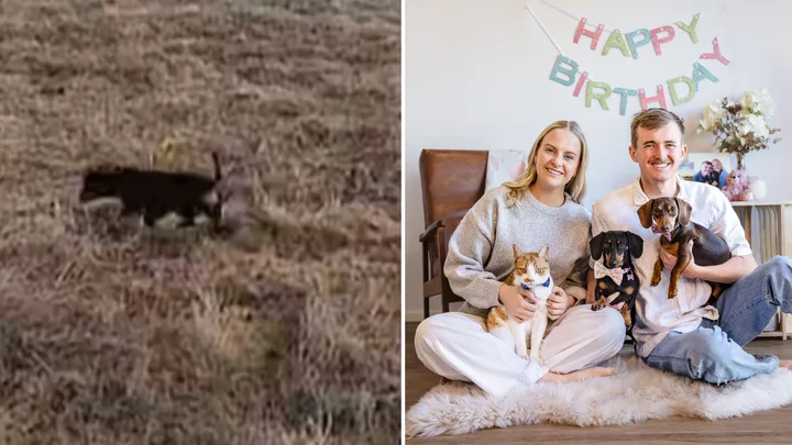 After 529 days in the wild, where is Valerie the Dachshund now?