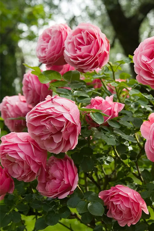 Woman smelling roses