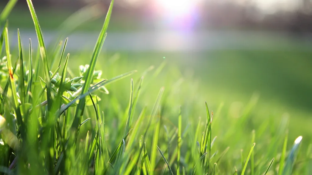 green grass needs dethatching