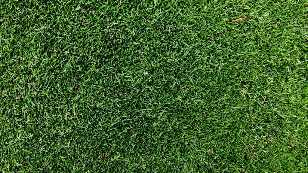 patch of green thick grass