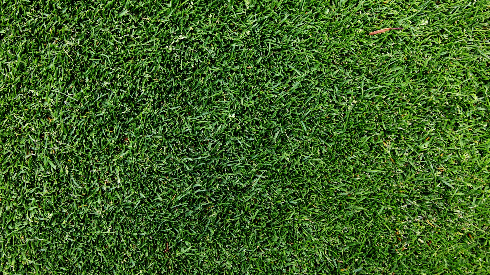 patch of green thick grass