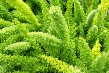 asparagus fern close up bright green with leafy finger tendrils