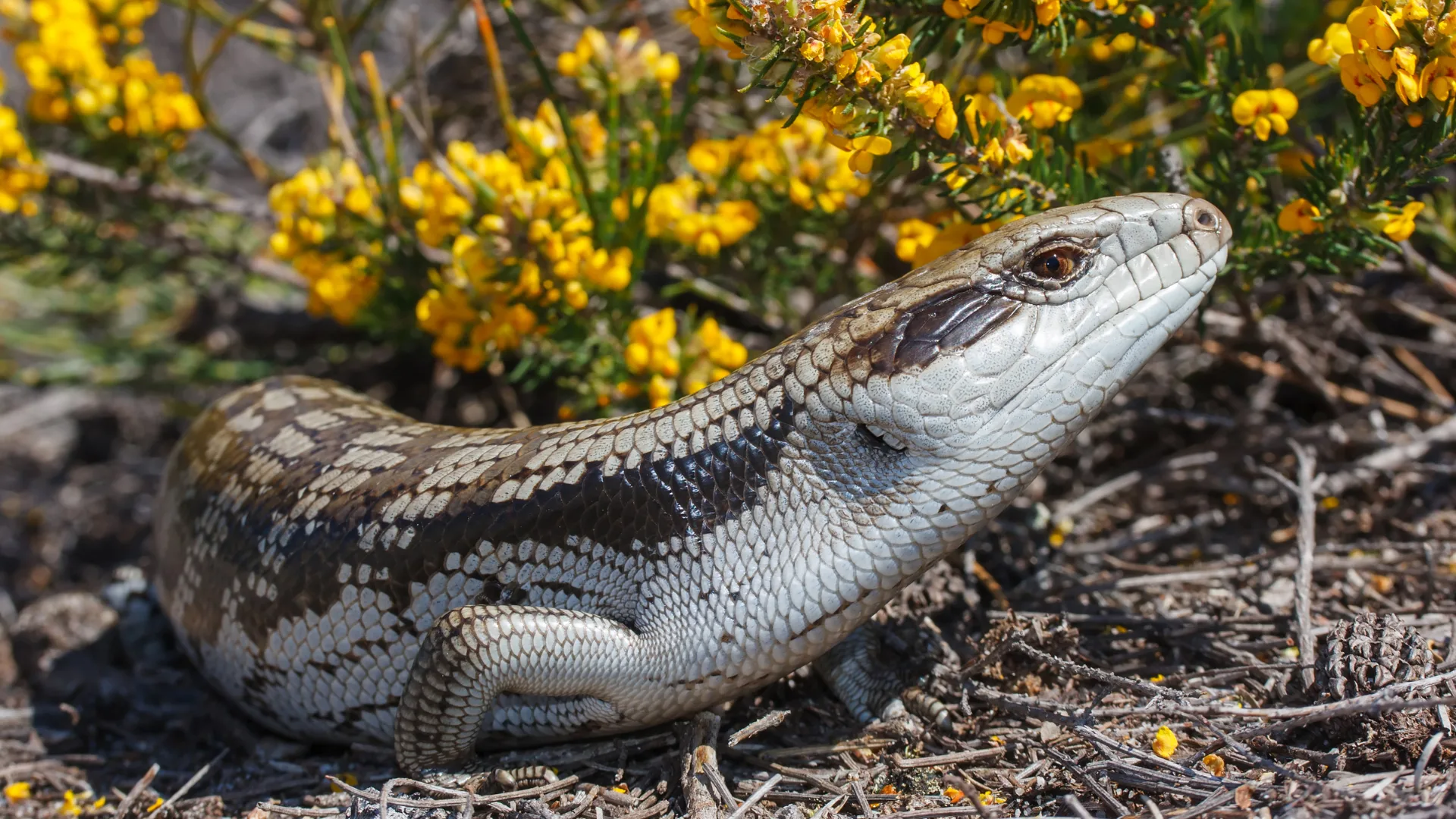 Blue tongued lizard in the wild