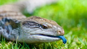 Do blue-tongue lizards keep snakes away?