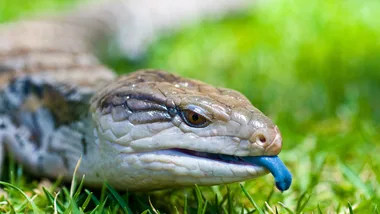 blue tongued lizard on grass