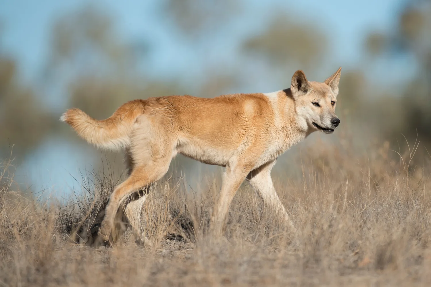 dingo walking with glare on it's face light brown with tail sticking up