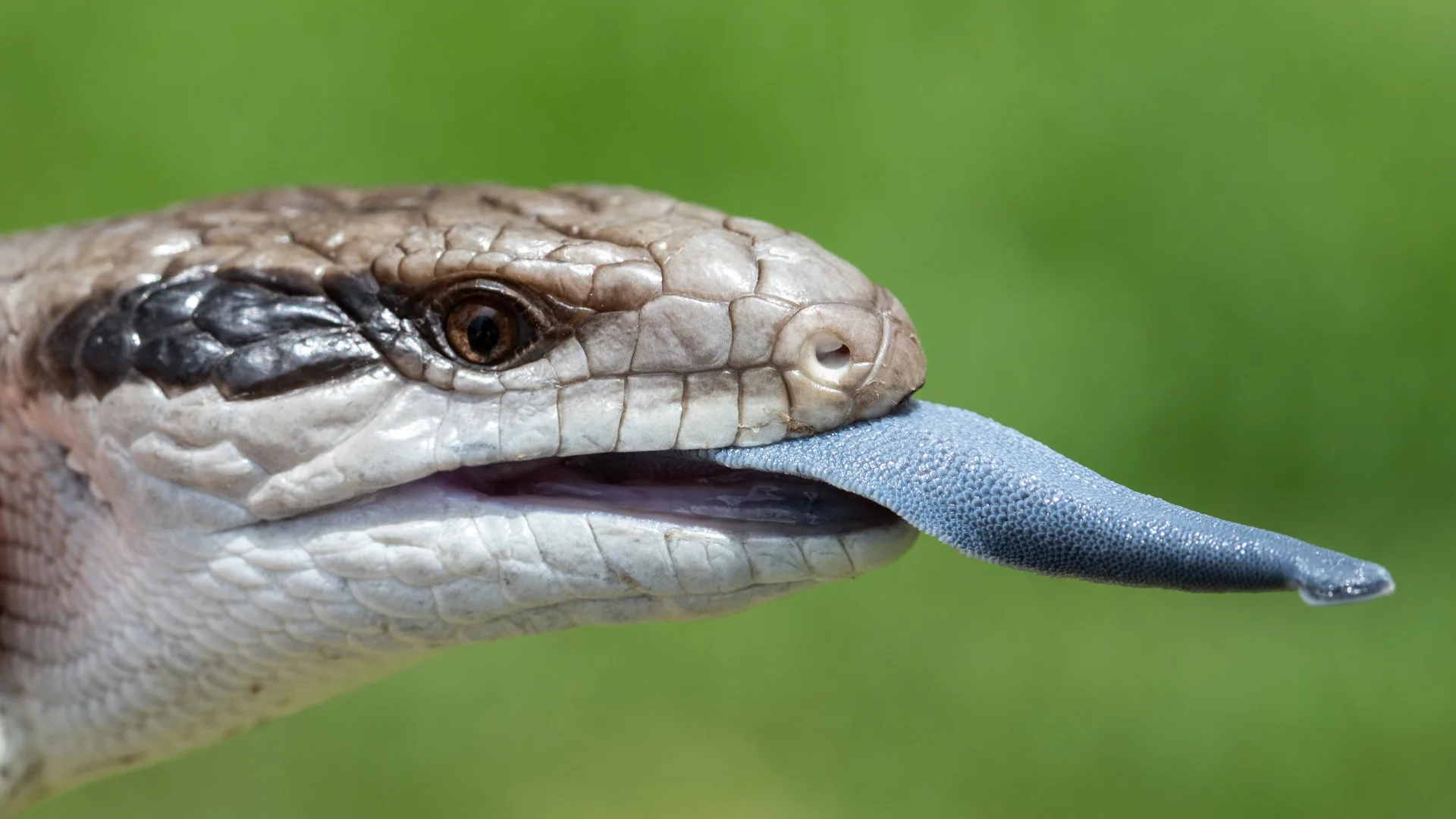 close up of blue tongued lizard face with tongue out