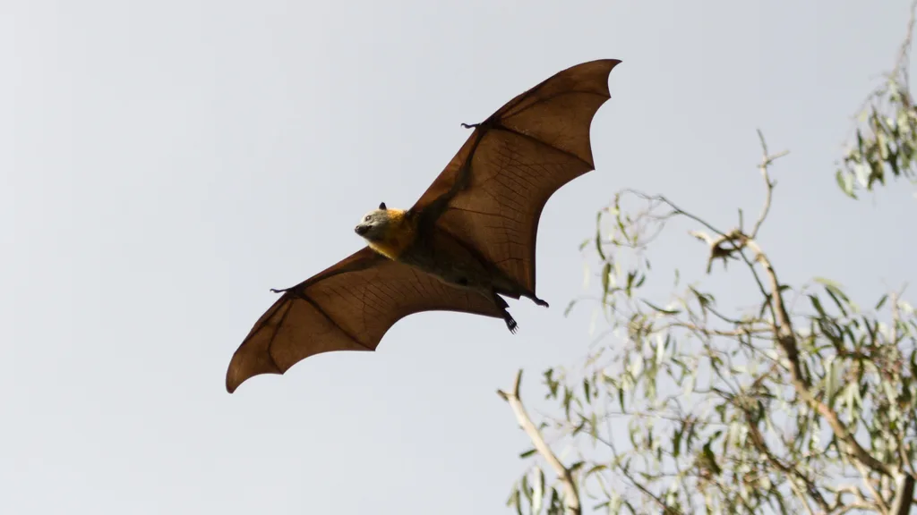 bat flying in the sky