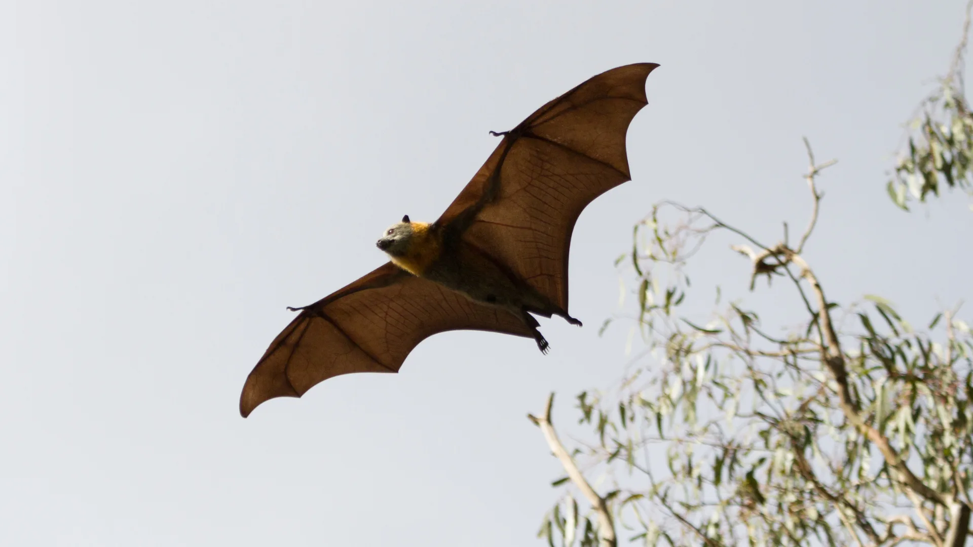 bat flying in the sky