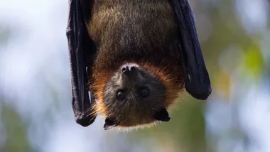 fruit bat hanging upside down