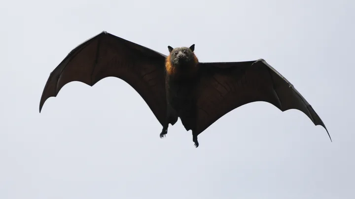 The one thing you should never do if you spot a bat in your yard