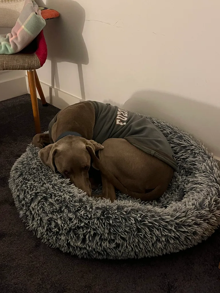 billy curled up tight sleeping on calming dog bed from snooza with pjs on