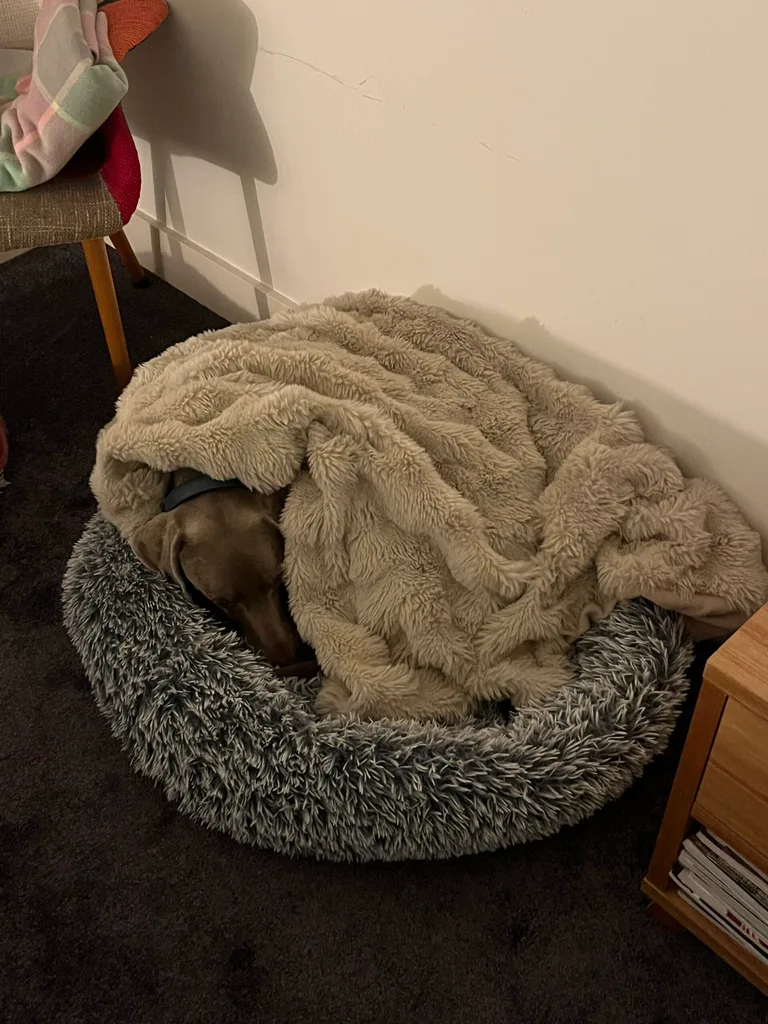 same photo of billy curled up on dog bed with faux fur blanket on top