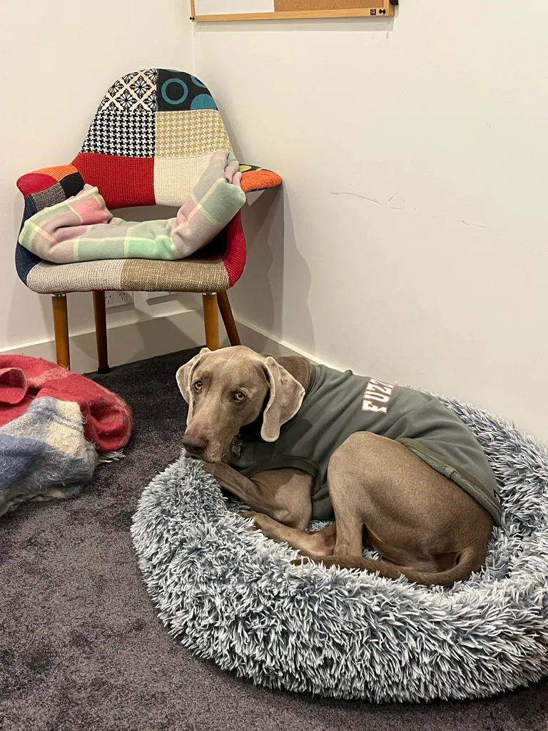 billy the weimaraner is lying curled up on snooza dog bed with green pyjamas on and a guilty look on his face