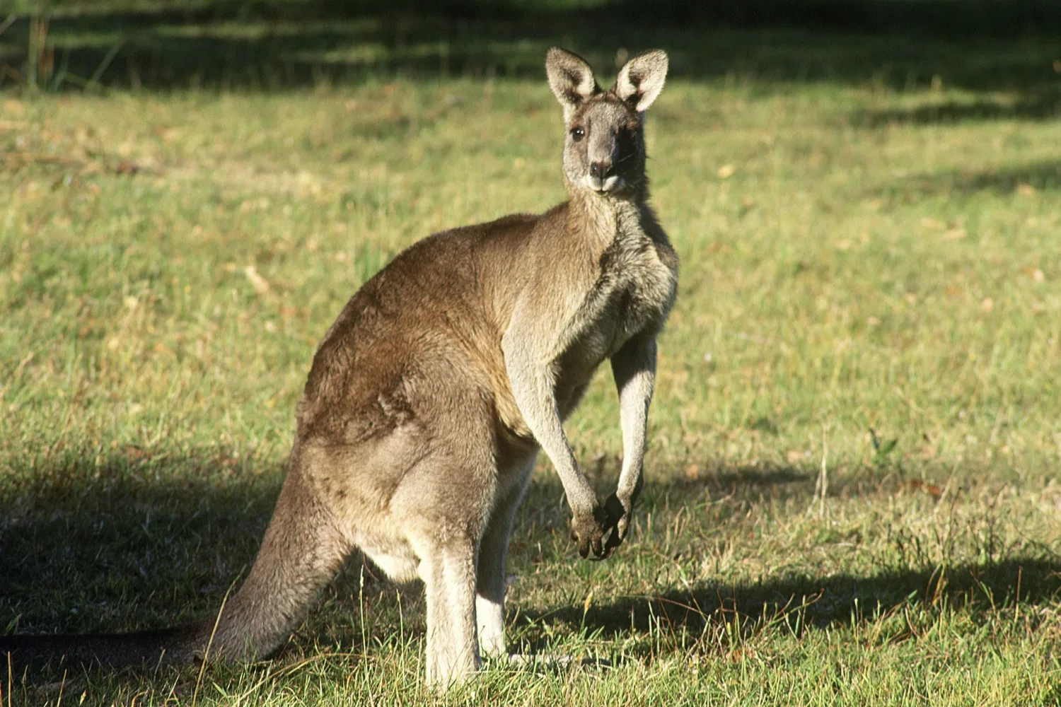 kangaroo looking directly at camera with hands hanging down