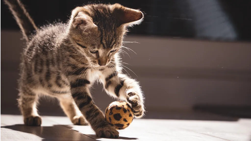kitten playing with a ball