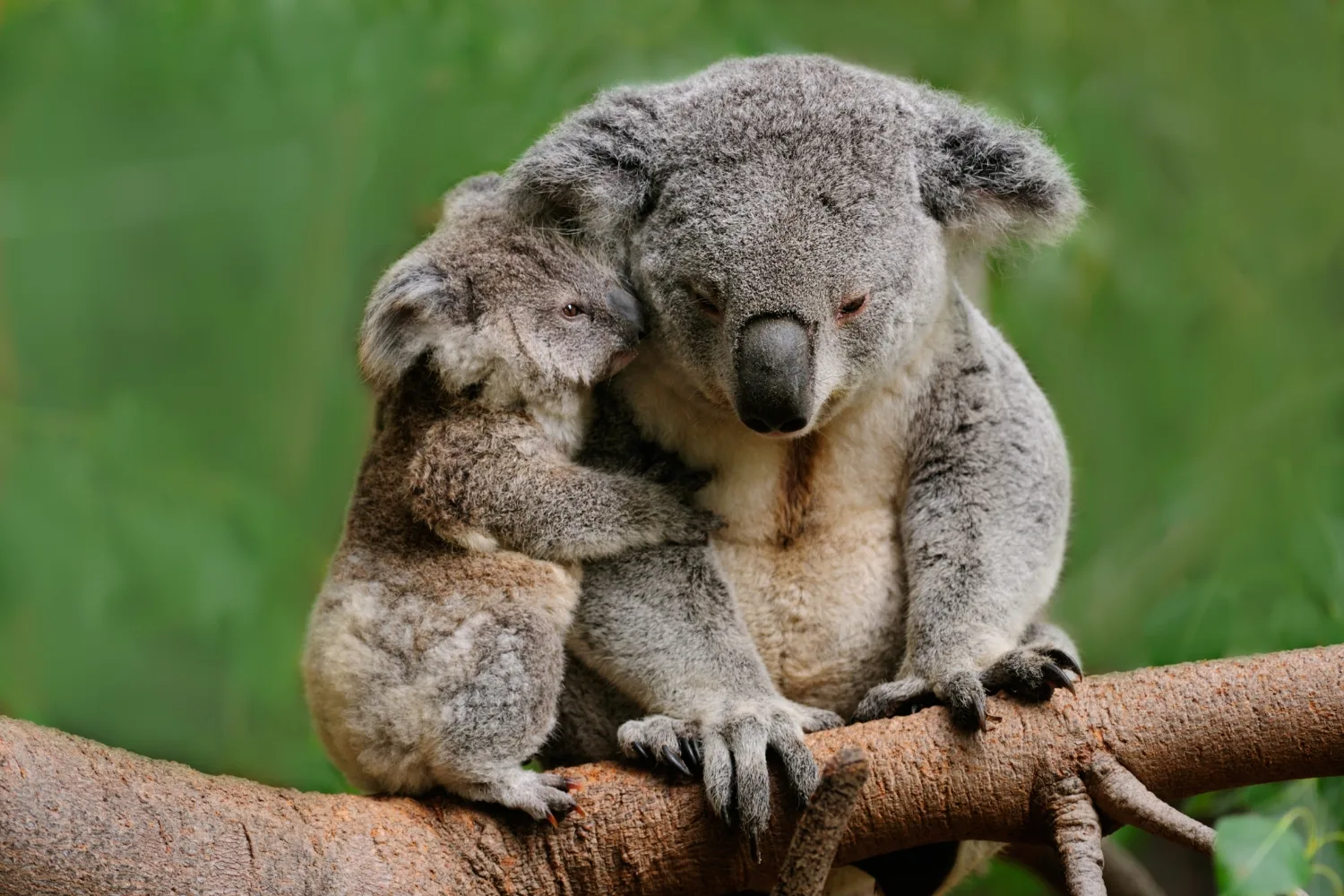 large mum koala with baby koala holding onto right side sitting on tree branch