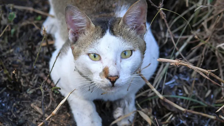 Found a stray cat? Why calling the RSPCA might not be the right move