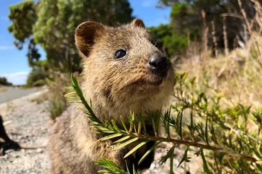 quokka with small ears behind a branch of a shrub with a hill in the background