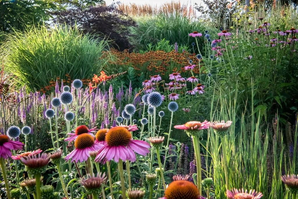 meadow of wildflowers with echinacea at the front and tall grasses at the back in barwitian gardens
