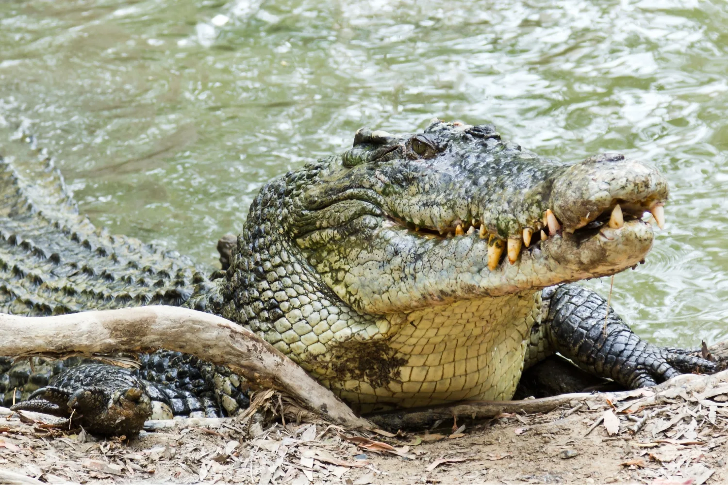 crocodile baring its teeth on riverbank with stick in front 