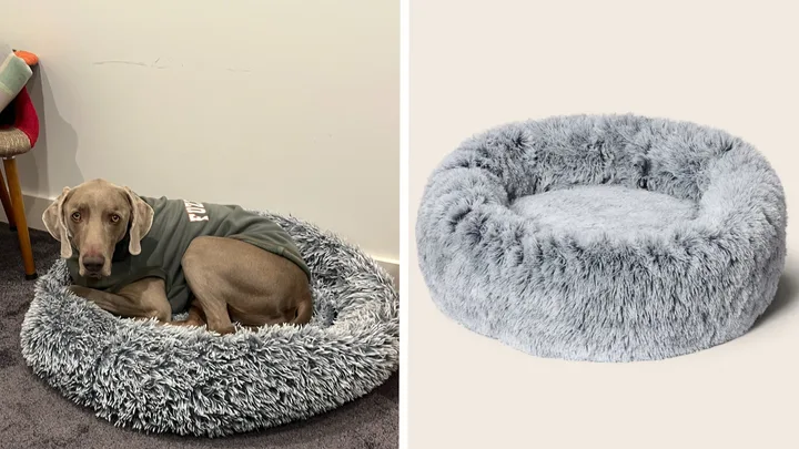Do calming dog beds actually help anxious dogs?