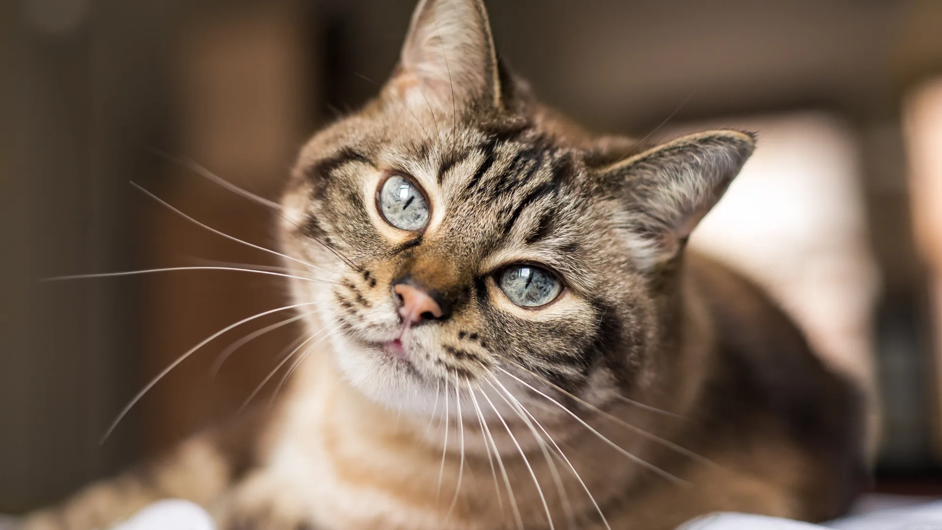 close up of a brown cat with small black stripes on face