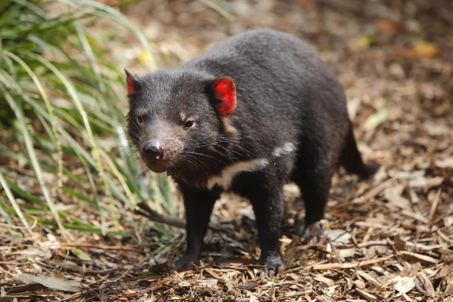 tassie devil with pink ears and whiskers walking on dead leaves