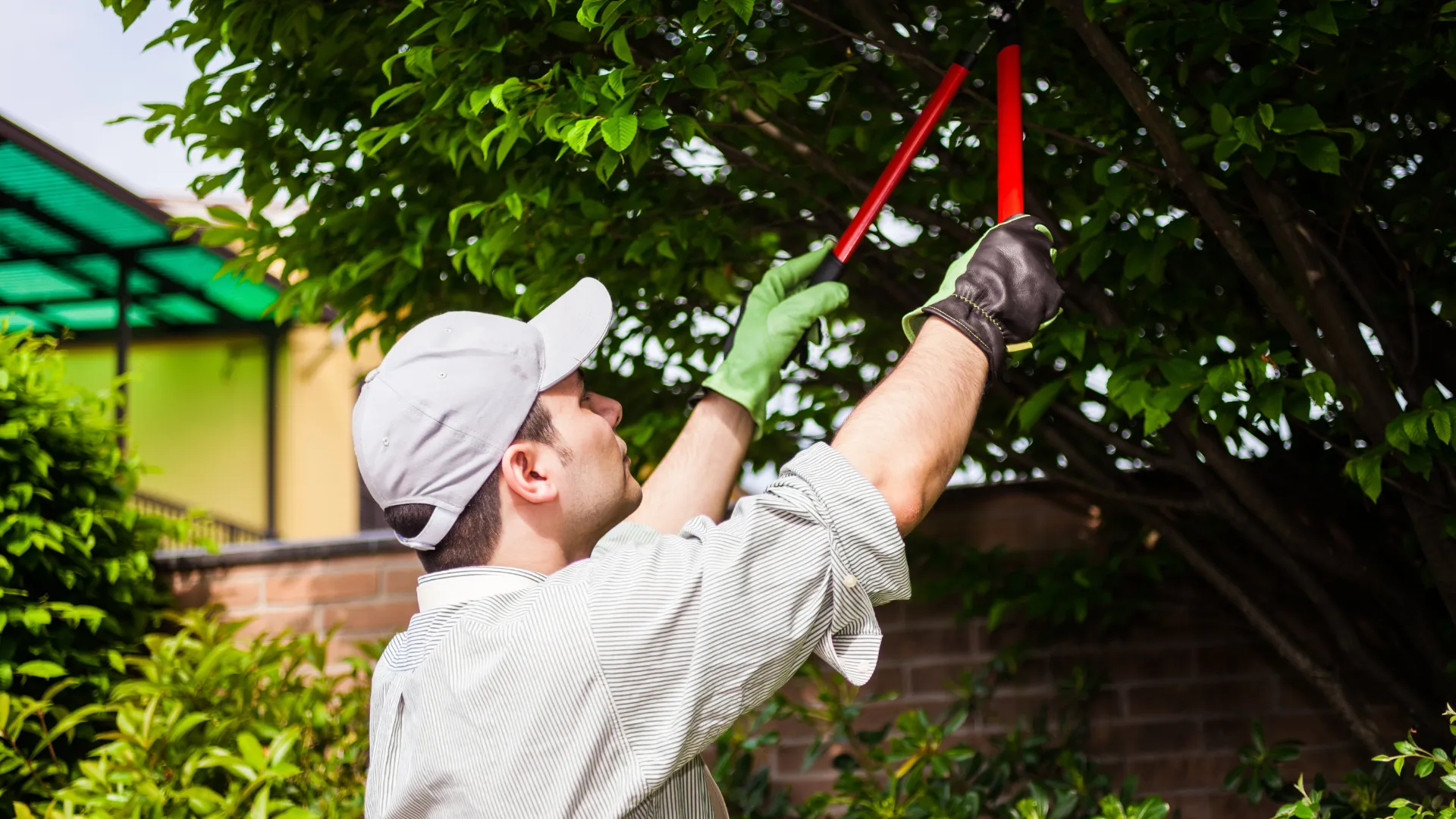 man trimming neighbours tree branches