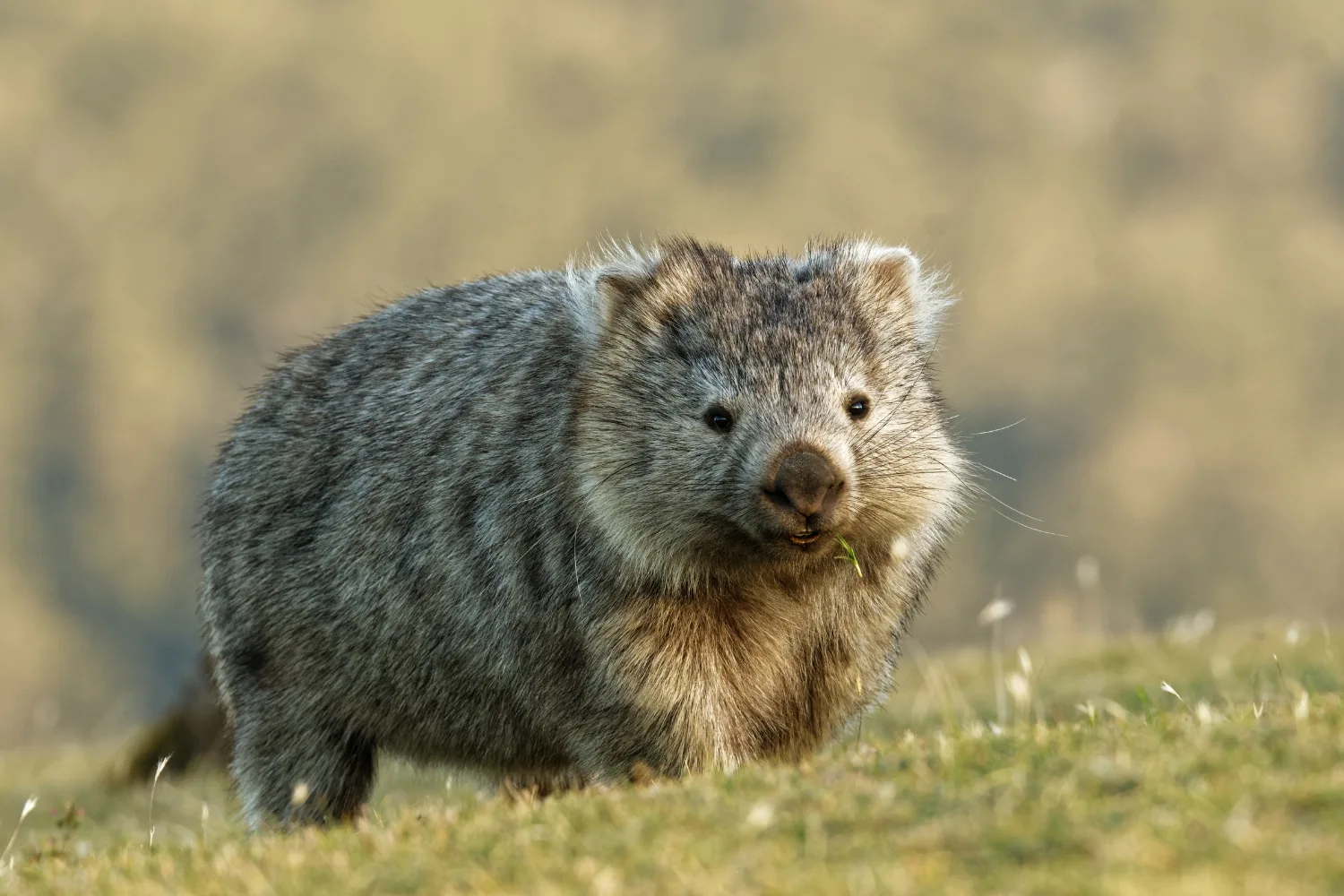 hairy nosed wombat walking on green field with shaggy coat 