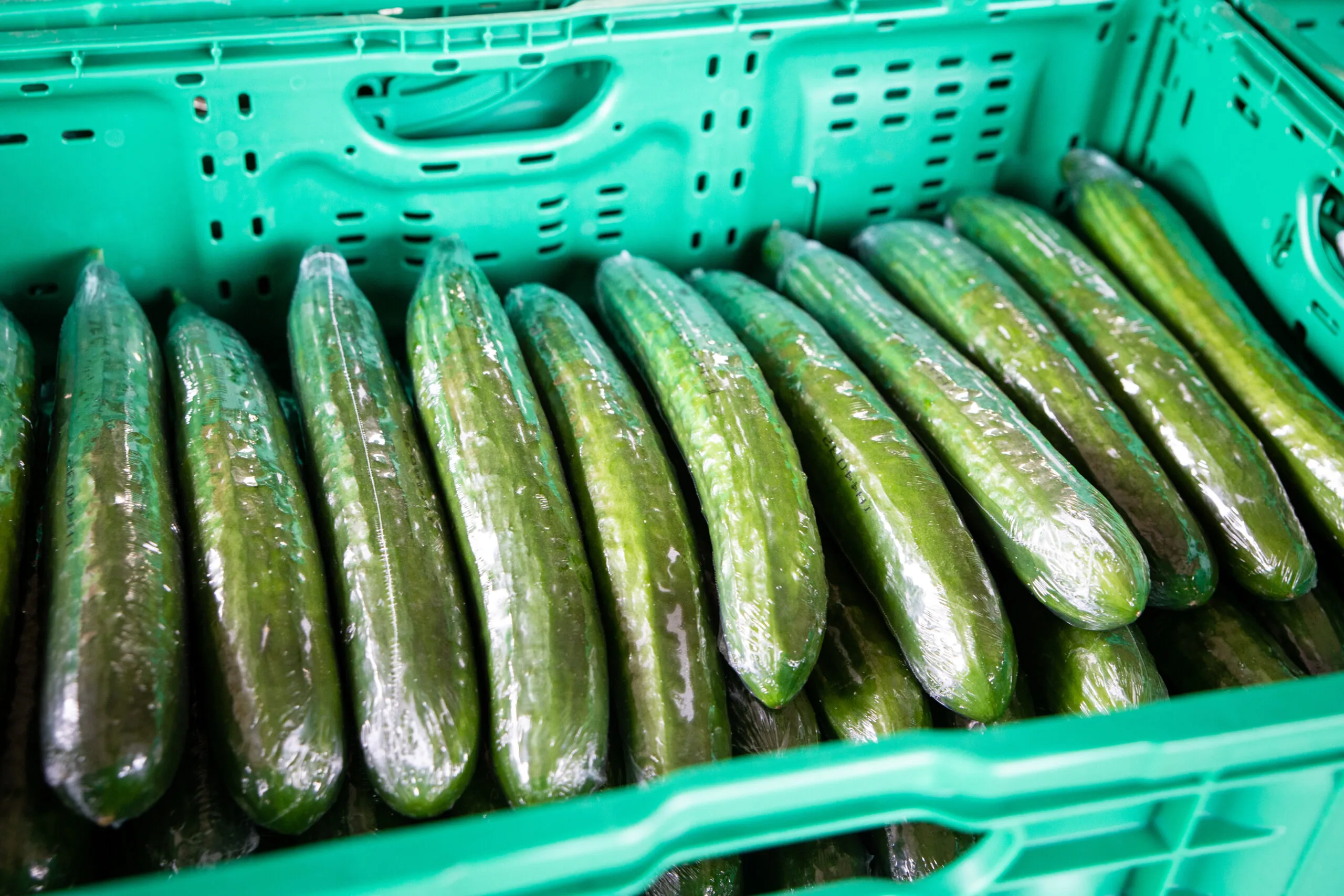 transporting telegraph cucumbers wrapped in plastic