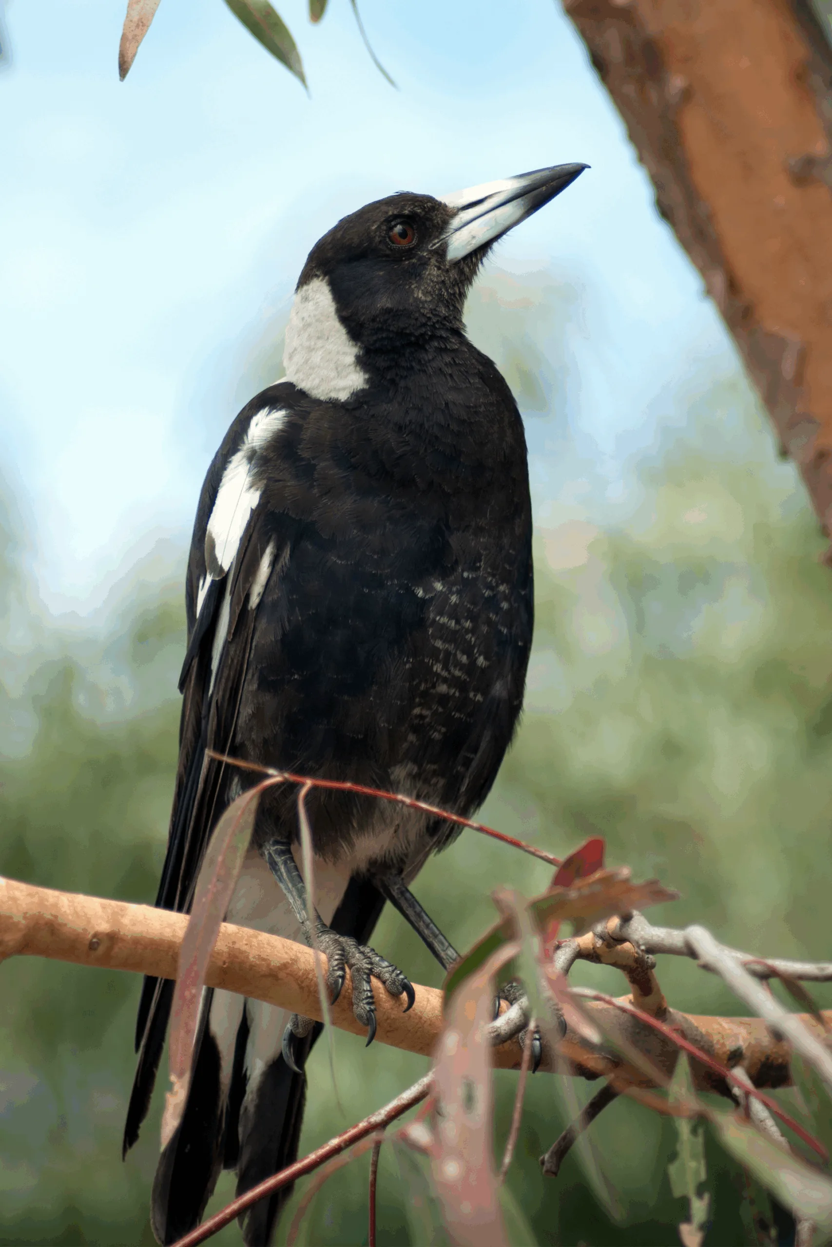 Australian magpie sitting on a tree branch looking into the sky