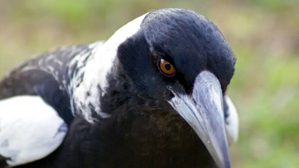 Close up of an Australian magpie's face