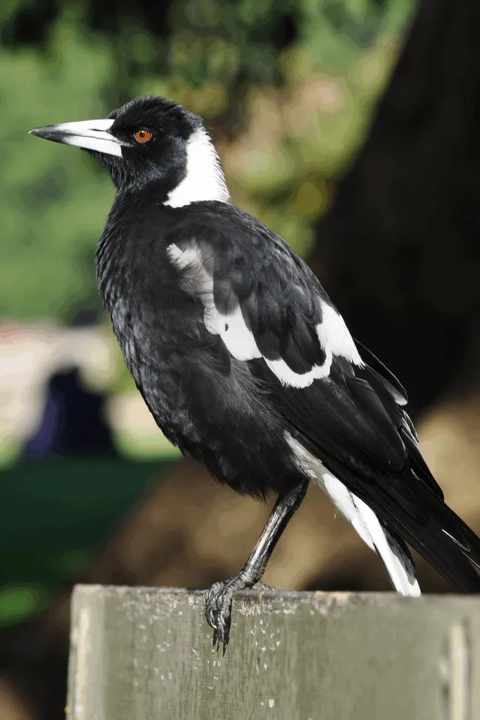 Australian magpie sitting on a fence