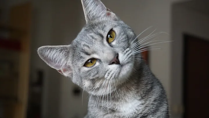 cat at home with head tilted towards the camera
