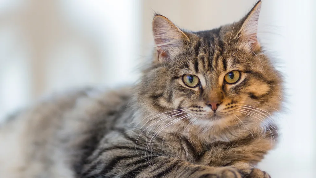 cute fluffy cat lying down staring at the camera
