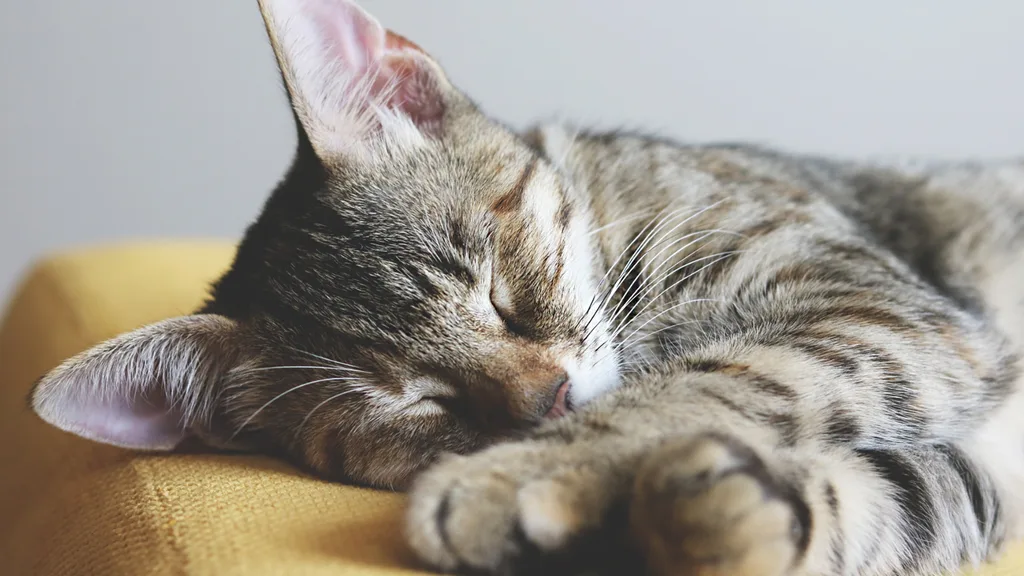 cat sleeping on a yellow couch