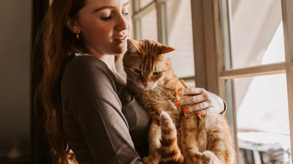 ginger cat being held by owner looking out of the window