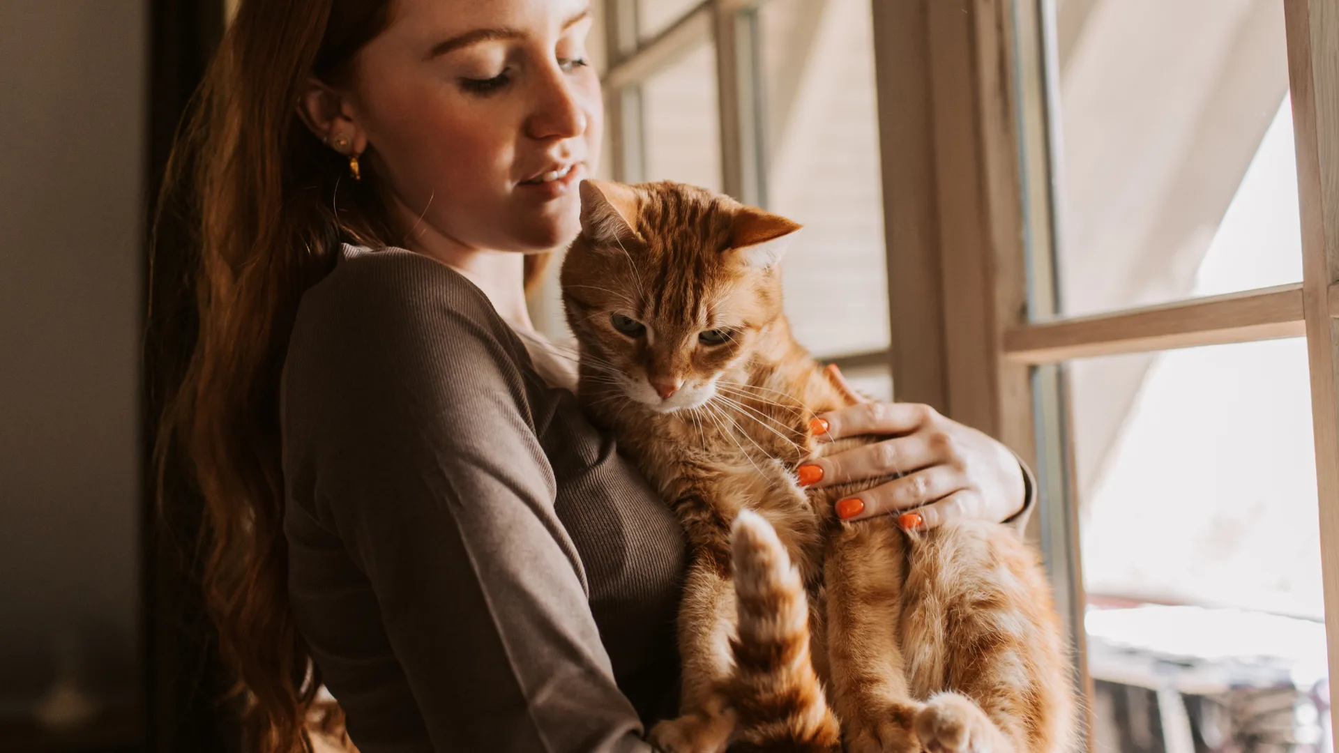 ginger cat being held by owner looking out of the window