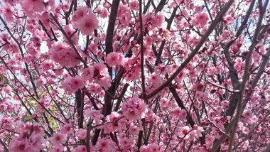 A Garden Editor’s guide to the Auburn Cherry Blossom Festival