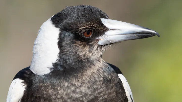 close up of Australian magpie's face and beak