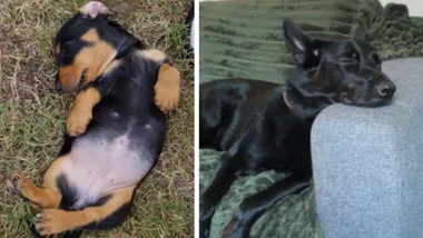 What does your dog’s sleeping position mean?