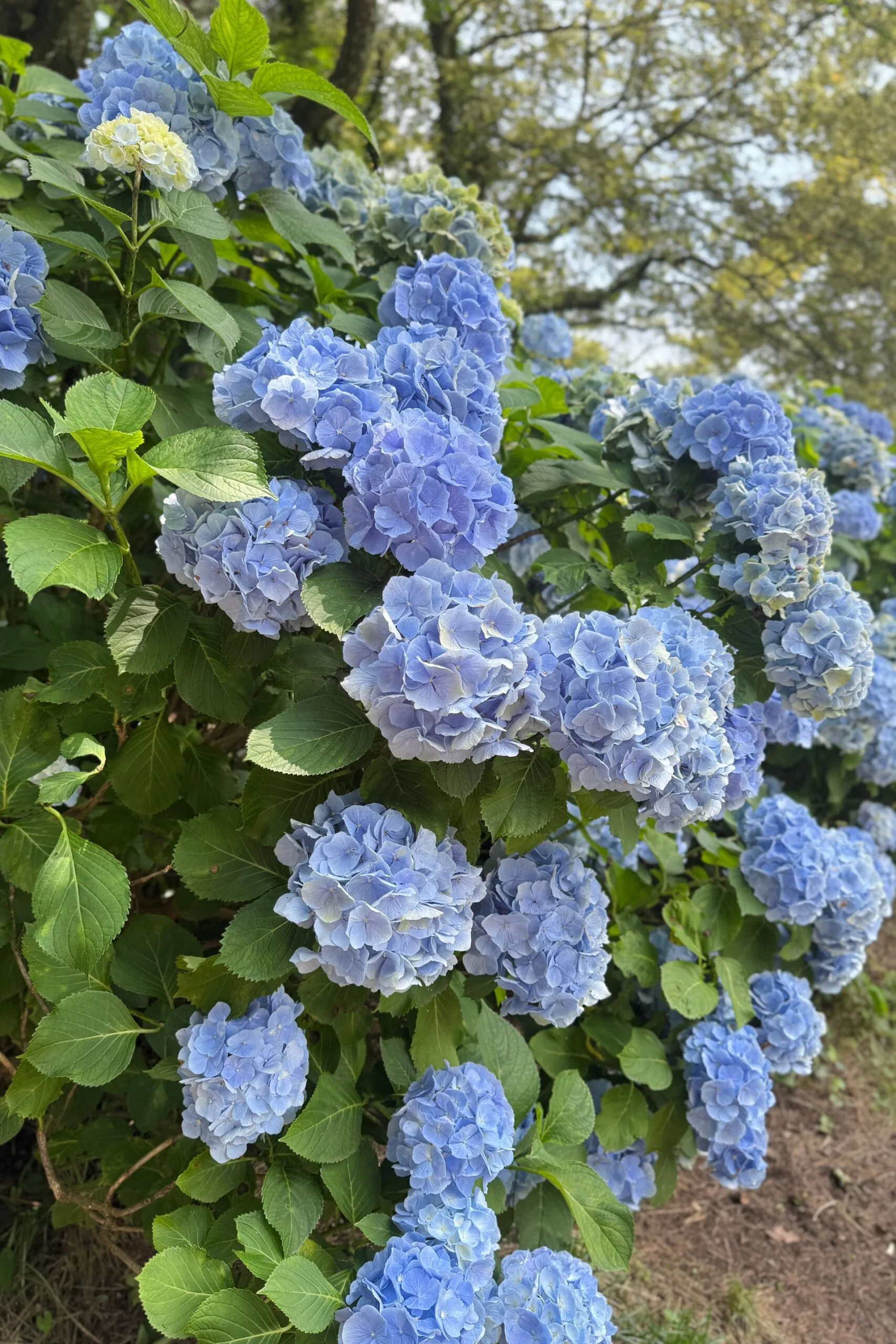 blue hydrangeas flowering