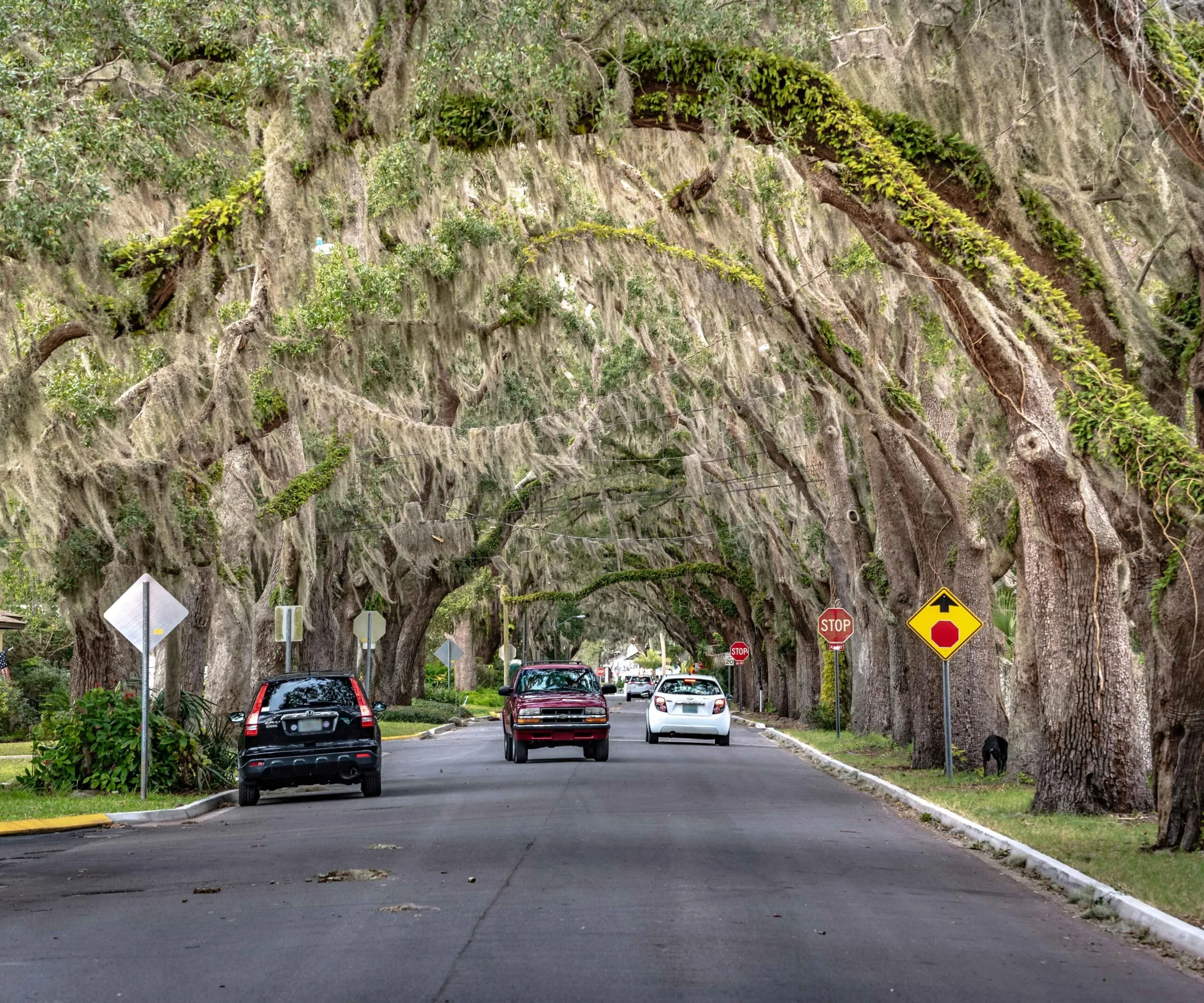 Pretty street with trees and Spanish moss