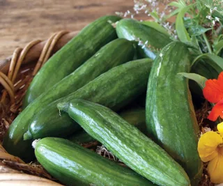 Cucumber &lsquo;Lebanese Mini Muncher&rsquo;, The Diggers Club