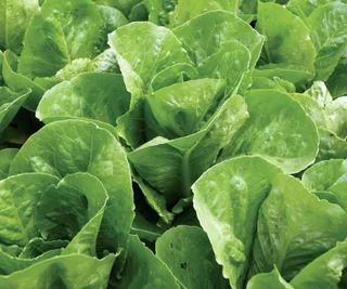 Lettuce &lsquo;Baby Cos&rsquo; (Organic), The Diggers Club