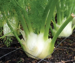 Fennel &lsquo;Doux de Florence&rsquo;, The Diggers Club