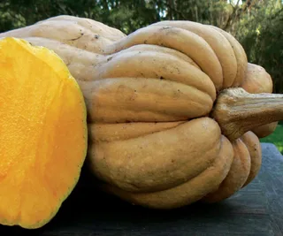 Pumpkin ‘Wrinkled Butternut’, The Diggers Club