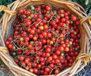 Tomato ‘Wild Sweetie’, The Diggers Club