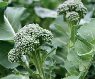 Broccoli &lsquo;De Cicco&rsquo;, The Diggers Club